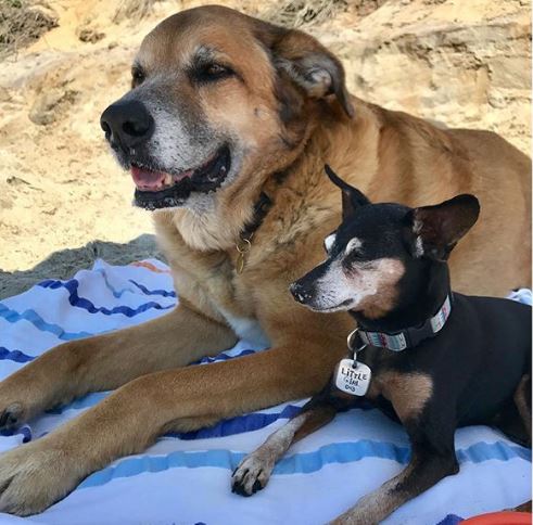 Renee Portnoy's pet dogs, Madison, and Stella.
